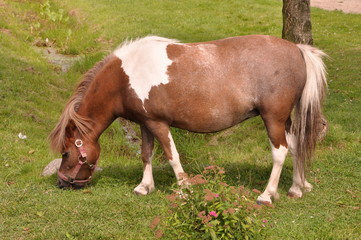 Fototapeta na wymiar Little pony eating grass