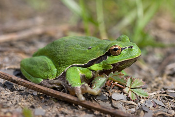 Laubfrosch - Hyla arborea