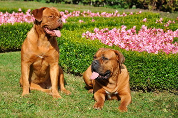 Couple of dog friends, (Tosa inu and Bordeaux dog)