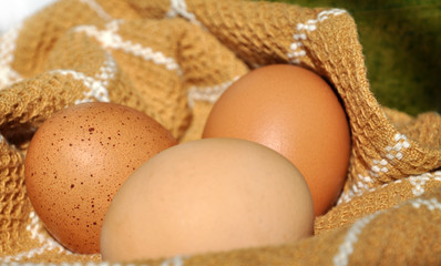Three Eggs in Sunlight