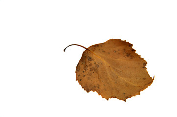 Brown Leaf, Isolated on White - 17723537