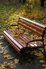 Autumn bench in park