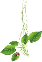 Leaves and ladybird. Vector