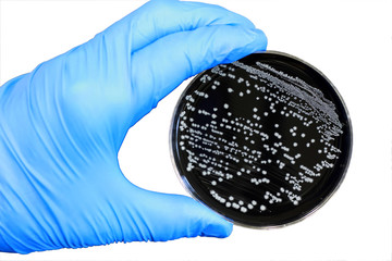 Bacterial Colonies