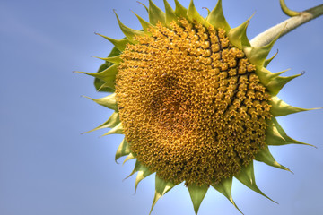sunflower