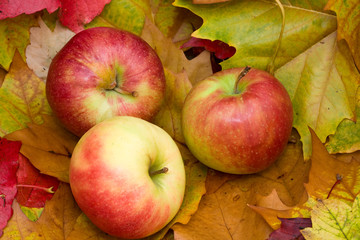 Fresh Apples - NEW harvest!