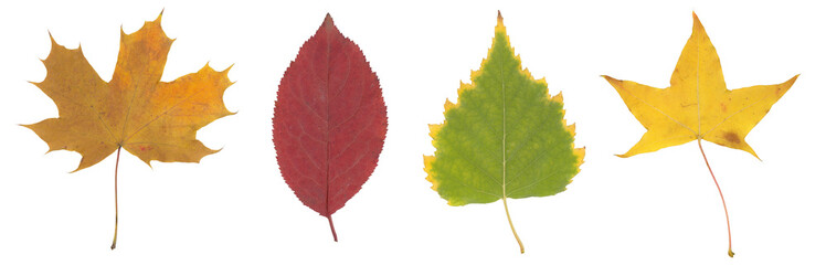 High resolution yellow, green and brown autumn leaf