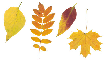 High resolution red yellow and brown autumn leaf isolated