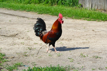 rooster