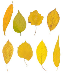 yellow autumn leaf isolated on white