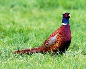 Pheasant Profile