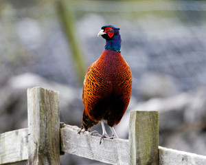 Pheasant on Fence
