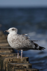 Junge Silbermöwe (Larus argentatus)