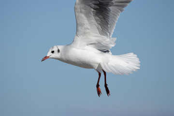 Lachmöwe (Larus ridibundus) im Flug