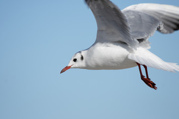 Lachmöwe (Larus ridibundus) im Flug
