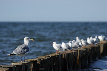 Silbermöwe (Larus argentatus) und Lachmöwen (Larus ridibundus)