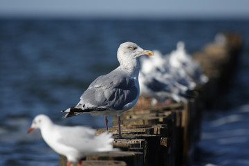 Silbermöwe (Larus argentatus) und Lachmöwen (Larus ridibundus)