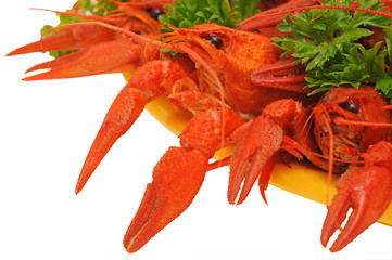 crawfish