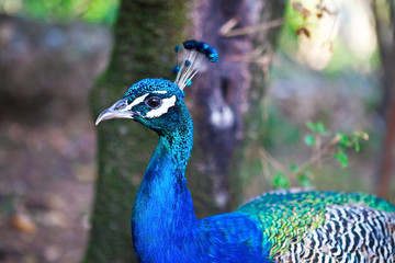 Peacock close up