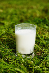 a glass of milk standing in the green grass