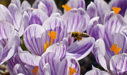 Bee gathering Pollen