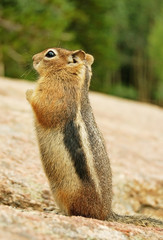 Praying chipmunk