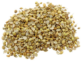 cotomilli graine coriandre massala