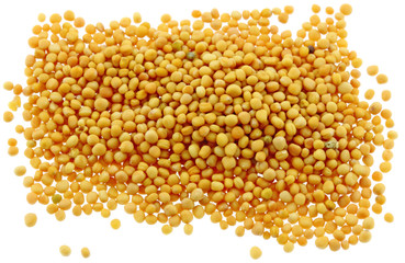 moutarde jaune graines