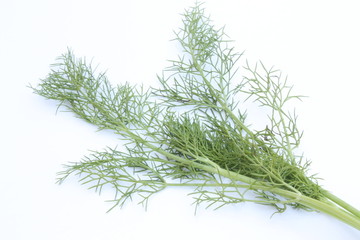 Fennel / 小茴香