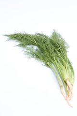 Fennel / 小茴香