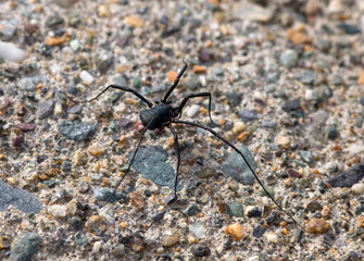 Black spider