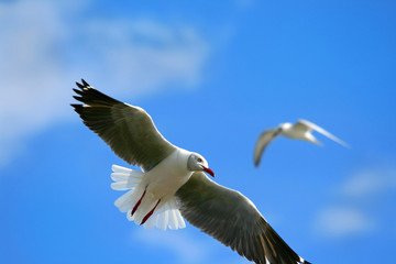 flying seagull