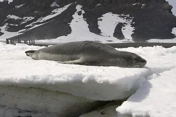Rolgordijnen Leopard seal © Gentoo Multimedia