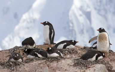 Naklejka premium Gentoo penguins