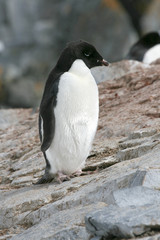 Fototapeta premium Adelie penguin