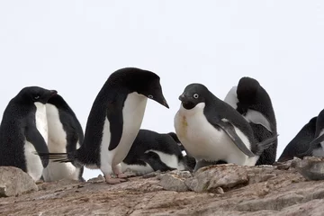Rolgordijnen Adelie penguin © Gentoo Multimedia