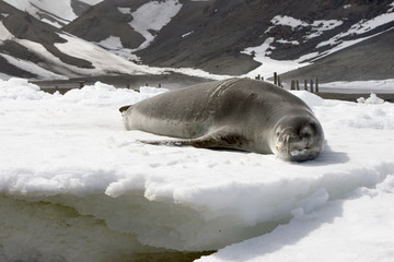 Naklejka premium Leopard seal
