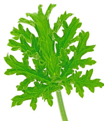 feuille géranium rosat