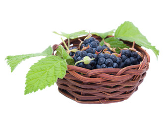 Blackberries in a basket
