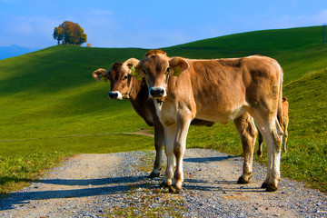 cow in alps