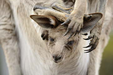 Östliches Graues Riesenkänguru Baby