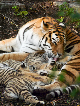 tigres
