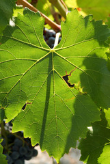 nervures feuille de vigne