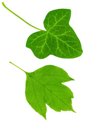 Fototapeta premium green summer leaf manually isolated on white