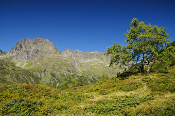 Einsame Birke in den Bergen