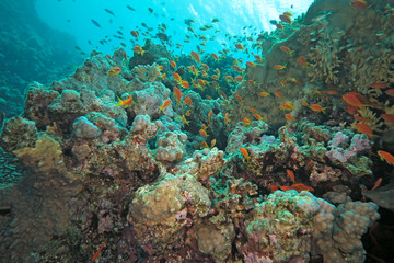 Fototapeta na wymiar scalefin fish on the reef