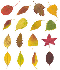 yellow, green and brown autumn leaf isolated on white