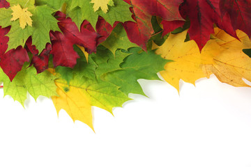Autumn leaves on edge with white space