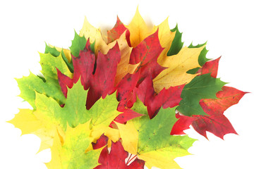 Autumn leaves splay with white space