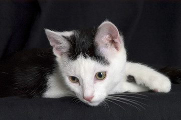 Hauskatze, Domestic Cat, Felis silvestris f. catus